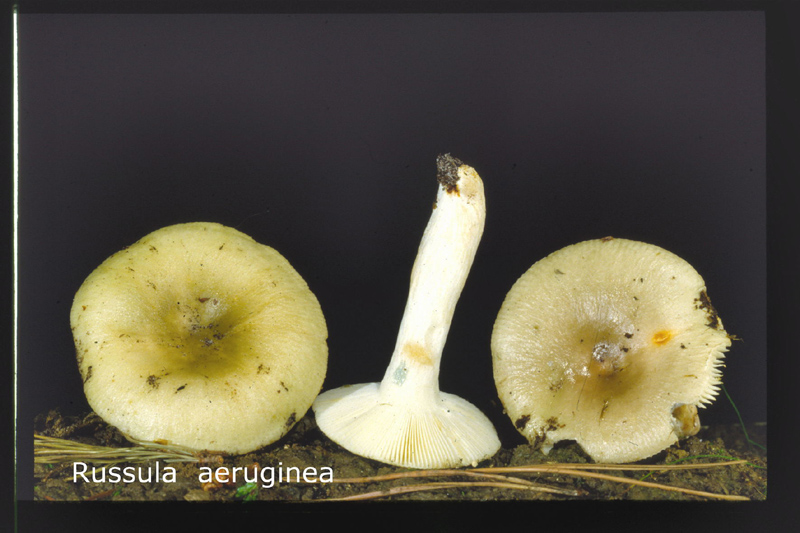 Russula aeruginea-amf1749.jpg - Russula aeruginea ; Syn: Russula graminicolor ; Nom français: Russule vert-de-gris